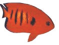 19thredfish.gif (5377 bytes)